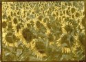 Sunflower  Field -s - Ivory Black