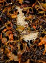 Seaweed - 1