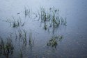 Loch detail - 3