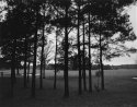 Pine Grove