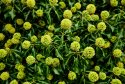 Early autumn greenery - 1