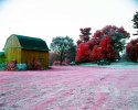 Aerochrome - The barn should be Red