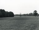 Lone Tree
