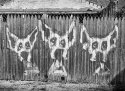 Doggies on the fence