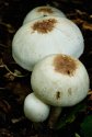 Fungi - autumn 1