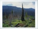 Stump