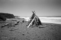 Driftwood Pile