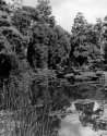 Country Pond Fota Island