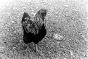 Randy the Rooster