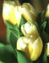 easter tulips