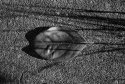 Leaf, Grass, Rock