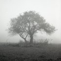 Tree In Mist