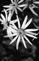 Flowers in the summer