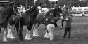 Royal Norfolk Show 2019 - horses - 1