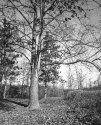 Sharon Woods 2