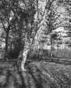 Sharon Woods 3