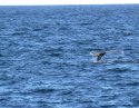 whale of a tail
