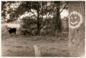 Kyogle