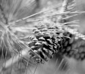 pine cone