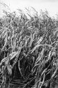 Dead Corn