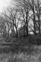 Grass and Trees