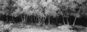 Woods Facade