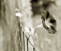 morning glory