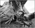 Rialto Beach Driftwood
