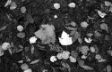 Autumn leaves - 2