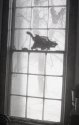 Squirrel Pelt in Window