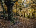 Old beech