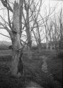 Trees II