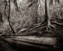 Fallen-Giant