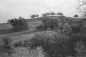 hill with trees