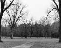 Open Grove