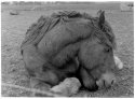 Heavy Horse