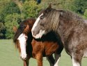 The horse whisperer