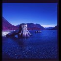 Alouette Lake Stump