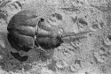 Ex Arthropod