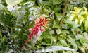 Hothouse Flora