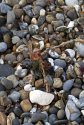 Suffolk Coast, Oct 19 - 1