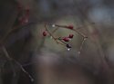 Twig
