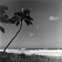 Palm Tree at Banzai Pipeline