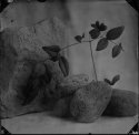 Wet Plate Still Life