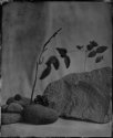 Wet Plate Still Life