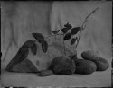 Wet Plate Still Life