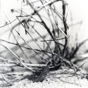 Suffolk coast close-ups - Oct 19 - 2