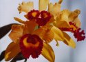 1971 Orchids