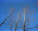 A February Afternoon - 1