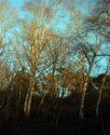 A February Afternoon - 3